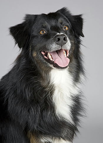 long-coated dog, white and black dog, Border Collie, playful expression, joyful dog, pet enthusiasts, close-up portrait, dog photography, animal photography, pet photos, dog breeds