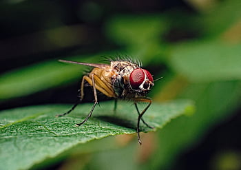 mucha, insect, eyes, leaf, nature, macro, magnification, observe