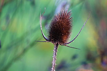 dipsacus, teasel, thistle, nature, meadow Plant, plant, close Up, meadow, spring, flora