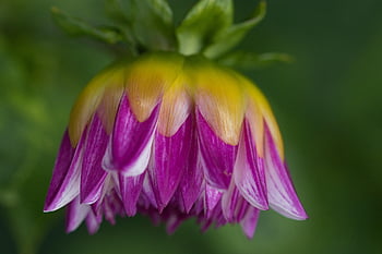 dahlia, flower, plant, petals, bloom, lilac, wildlife, nature, flower Wallpaper, beautiful Flowers, flower Background