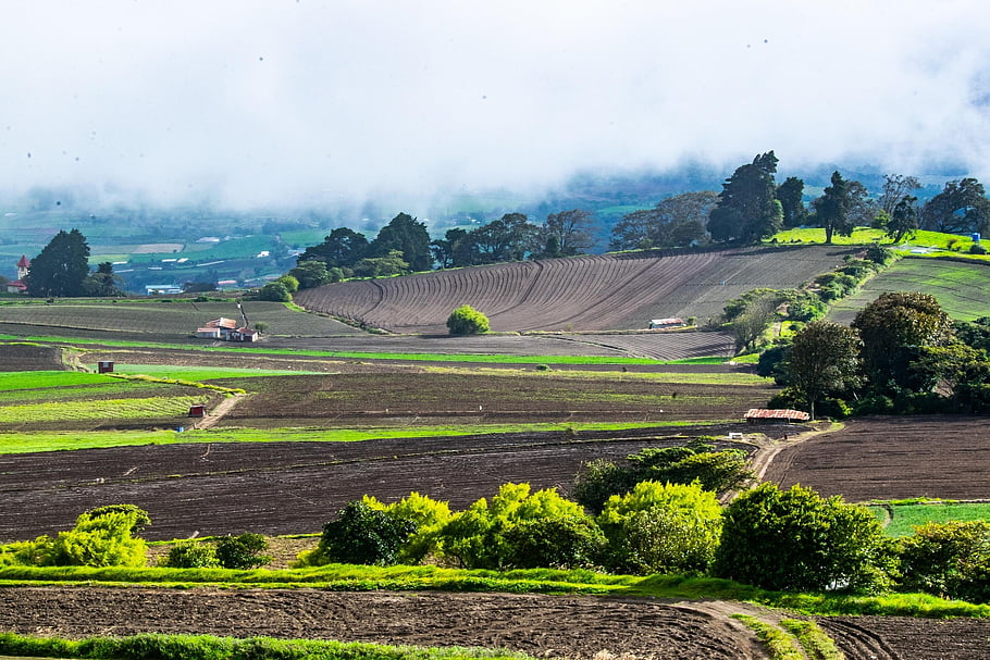 pertanian, penanaman, bidang, panen, pedesaan, pemandangan, Kosta Rika