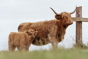 cows, calf, cattle, livestock, animals, farm Animals, paddock, farm, sankt Peter-ording, nature, germany
