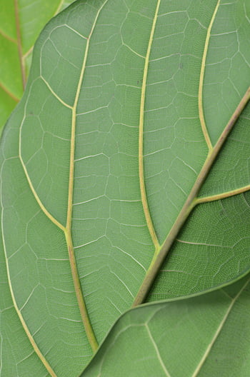 green leaf, leaf veins, daytime, macro shot, vibrant green, intricate textures, plant leaf, detailed shot, leaf structure, natural textures, leaf patterns