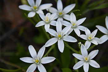 flower, white, flower Background, petal, beautiful Flowers, spring, outdoors, garden, ornithogalum Umbellatum, nature, flower Wallpaper