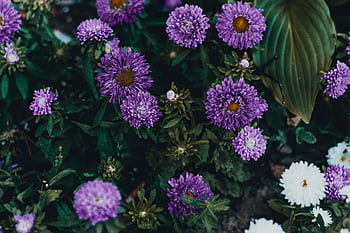 purple flowers, vibrant purple asters, blooming asters, garden display, close-up flowers, purple blooms, garden flowers, purple aster flowers, vibrant flowers, garden asters, purple flower display