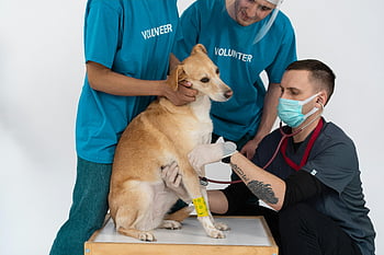 veterinář, kontrola psů, stetoskop, klinika, dobrovolník, Zdraví domácích zvířat, péče o zvířata, lékařské vyšetření, zdraví psa, Veterinární péče, kontrola kliniky
