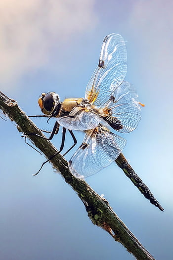 dragonfly, insect, nature, wings, odonata, anisoptera, animal, biology, close Up, macro, wing