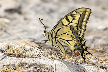 ذيل بشق العالم القديم،  papilio machaon،  حشرة،  فراشة،  خلفية زهرة،  طبيعة،  حيوان،  الصيف،  أزهار جميلة،  قريب،  دقيق
