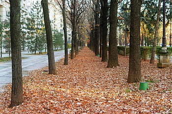 le foglie, alberi, autunno, fogliame, natura, parco, foglie cadute, strada, marciapiede, paesaggio, urbano