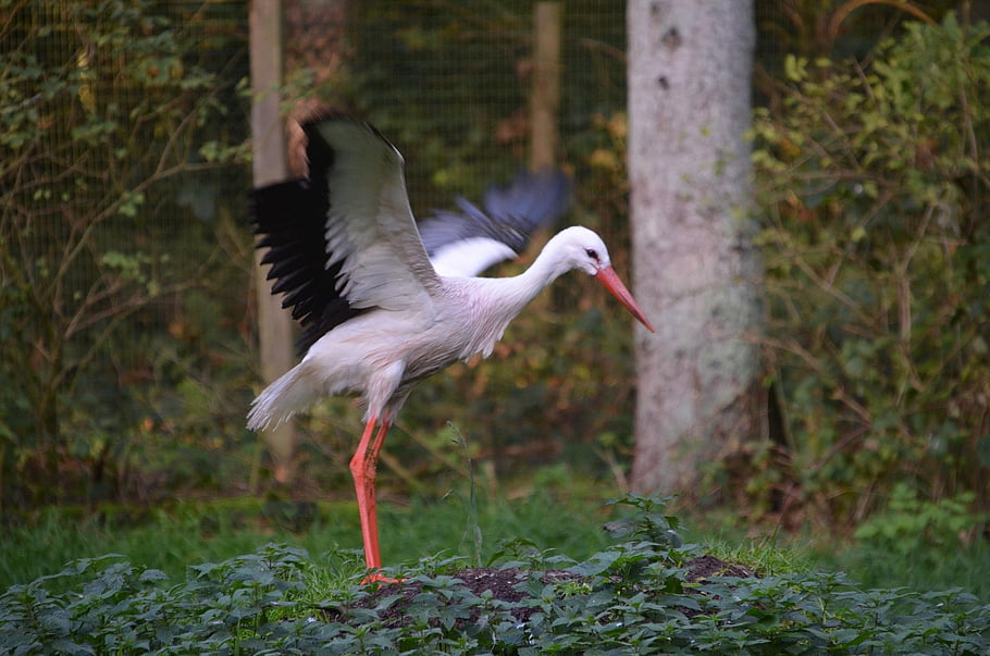 bird, stork, ornithology, species, fauna, animal, avian, nature, plumage, wings