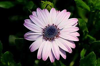 africké sedmikrásky, sedmikráska, nachový, fialový květ, fialová faisy, nechť honiaru, osteospermum, Gazania, divoká rostlina, okvětní lístky, Příroda