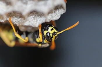 earth Wasp, nest Building, wasp, nature, insect, honeycomb Structure, wing, hexagonal, close Up, nest, wasp Nest