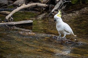 sulphur-crested Cockatoo, cockatoo, bird, parrot, cacatua Galerita, animal, feathers, plumage, beak, avian, wildlife