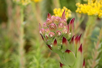 houseleek, sempervivum, thick-leaf Plant, close Up, root, plant, nature, garden, root Plant, evergreen, rosette