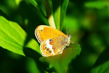 strzępotek Perełkowiec, tom, butterfly Day, insect, antennae, model, fragility, animals, nature, outside, invertebrates