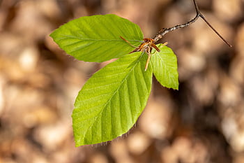 beech, leaf, shoot, nature, plant, spring, sunshine, tender, green, growth, deciduous Tree