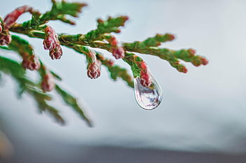 albero, ramo, goccia di pioggia, rugiada, goccia di rugiada, gocciolina, gocciolare, bagnato, pianta, natura, avvicinamento