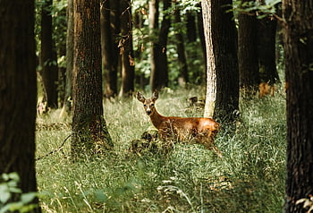 deer, fawn, nature, forest, wild, bambi, animal, mammal, wildlife, young, stag