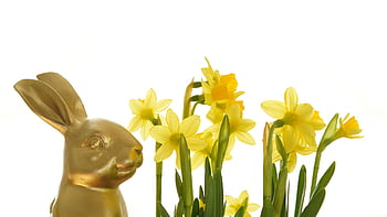 påske, vakre blomster, påskeharen, påskeliljer, blomster, kanin, god påske, påskkort, vår, natur, blomst bakgrunn
