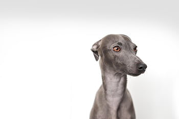 animal, dog, italian Greyhound, puppy, greyhound, breed, mammal, pet, nature, canine