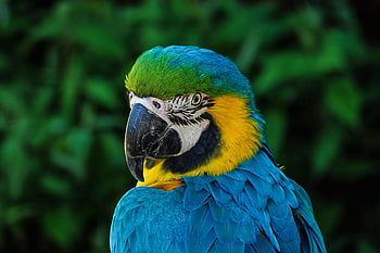albastru și galben galben, a închide, pene colorate, setare naturală, pasăre exotică, albastru macaw, galben macaw, detalii de pene, fotografie din fauna salbatica, papagal, pasăre tropicală