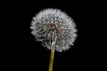 dandelion, windows Wallpaper, common Dandelion, beautiful Wallpaper, flora, botany, Wallpaper, free Wallpaper, full Hd Wallpaper, black Background, free Background