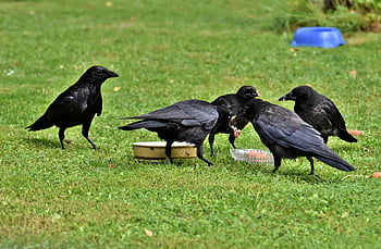 crow, birds, animals, jackdaw, black Birds, feathers, plumage, beaks, bills, bird Watching, ornithology
