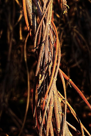 connection, clematis, tree Strangler, climber Plant, lianas, creeper, devil Thread, fool Rope, clematis Vitalba, liasch, connect Competition
