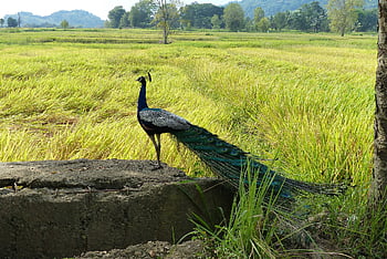peacock, sri Lanka, animal, ceylon, nature, wild, wildlife