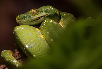 line, natter, green Tree Phyton, reptile, terrarium, green, nature, creature, animal, snake Type