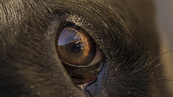 Hund, Augen, Wahrnehmung, weit öffnen, Sinn, sensorisch, Sicht, Vision, Iris, Schüler, Muskelfasern