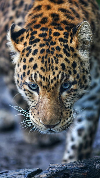 macan tutul, merapatkan, cambang, Bintik -bintik yang mencolok, tatapan menusuk, fotografi binatang, margasatwa, kucing besar, alam, intens, menghadapi