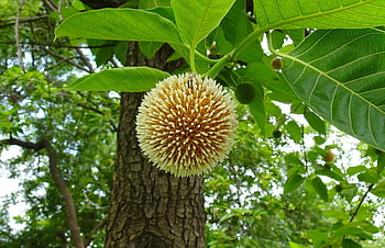 květ, Cadamba, botanika, Burflower-Tree, Neolamarckia Cadamba, flóra, Laran, Kadam, evergreen, růst, rostlina