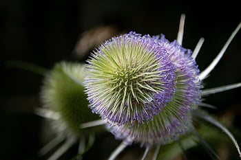 dipsacus, teasel, vegetable, wild Plant, thistle, nature, flora, spiny Plant, floral Background, spent Bloom, close-up Dipsacus
