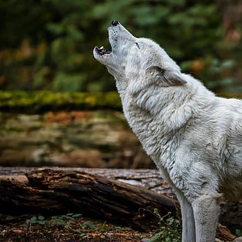 lupo artico, foto ravvicinata, lupo che ulula, impostazione della foresta, comportamento naturale, fotografia naturalistica, lupo Bianco, fotografia animale, scena della natura, Immagine della fauna selvatica, fauna selvatica della foresta