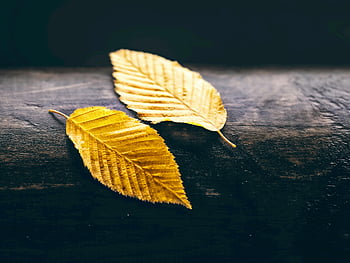 autumn leaves, close-up photo, dry leaves, vibrant leaves, rustic wood, fall beauty, autumn season, leaf texture, natural beauty, seasonal change, dark surface