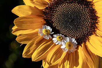 sunflower, still Life, nature, summer, happy Mothers Day, chamomile, petals, multicoloured, romantic, decorative, yellow