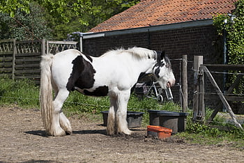 work Horse, belgian Draft Horse, nature, stallion, black Spotted, animal, farm Animal, grazing, farm, proud Animal, robust
