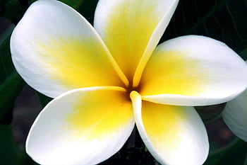 plumeria rubra, bílá a žlutá plumeria, detailní fotografie, Vibrující plumeria, plný květ, Podrobný detail, plumeria květina, bílé okvětní lístky, žluté okvětní lístky, Plumeria v květu, květinové fotografie