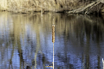 ワイルドフラワー、 メース、 ガマ、 自然、 急ぐ、 水生植物、 作物、 フローラ、 工場、 植物学