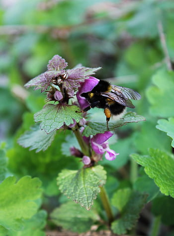 bumblebee, wild Bee, nettle, insect, nettle Flower, wild Plant, wildflower, medicinal Plant, petals, nature, naturopathy