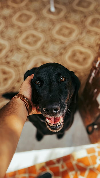 anjing petting pria, Happy Black Dog, labrador hitam, Petting dalam ruangan, são joão del rei, Brazil, tangan pria, anjing petting, anjing yang bahagia, anjing dalam ruangan, Anjing Brasil