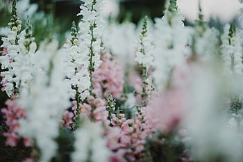 white and pink petaled flowers, snapdragon flowers, pink snapdragon, white snapdragon, summer flowers, full bloom, beautiful display, floral display, garden flowers, nature photography, flower photography