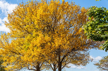 autumn, tree, fall, leaves, foliage, colorful, branches, nature, outdoors, leaf, golden