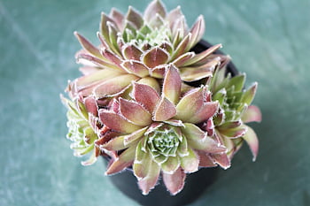 succulents, succulent, plants, pot, nature, greenhouse, houseplant, flora, natural, botanical, botany