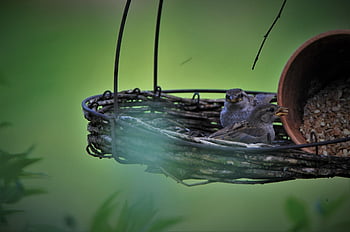 sparrows Family, sparrow, birds, songbirds, sparrows, feathers, mood, together, collective, nature, plumage
