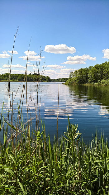 krajina, jezero, les, břeh řeky, spěch, rákos, Příroda, idylicky umístěný, severní Německo, voda, modrá obloha