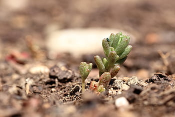 pianta, succulento, flora, floreale, afide, giardino di pietra, serra di lamiera spessa