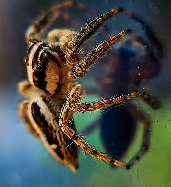 net, spider, spiderweb, trap, web, cobweb, insect, nature, pattern, silk, arachnid
