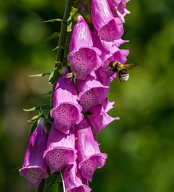 humle, blomst bakgrunn, blomst, anlegg, foxgloves, vakre blomster, pollinering, ydmyk bi, natur, ydmyk bie, Bie